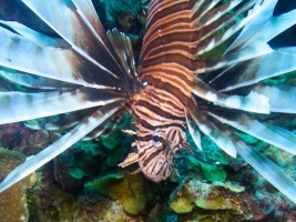 Lionfish IMG 5963